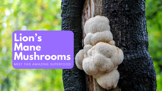 A Superfood for Supermoms: Tap into the Benefits of Lion's Mane Mushroom