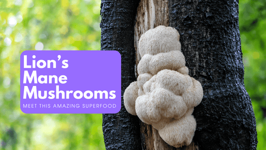A Superfood for Supermoms: Tap into the Benefits of Lion's Mane Mushroom