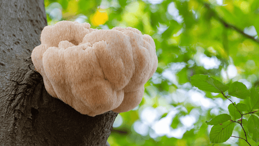 Unleashing Lion's Mane: Welcome to Everyone's Favorite Nootropic Topic