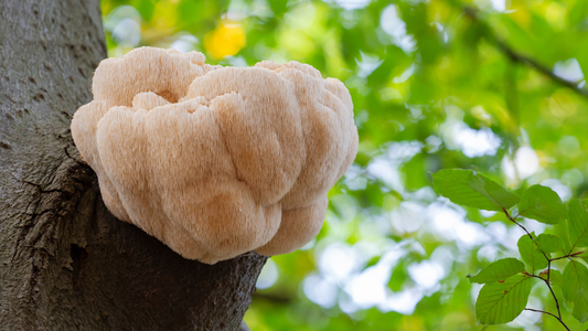 Unleashing Lion's Mane: Welcome to Everyone's Favorite Nootropic Topic