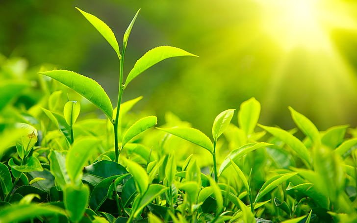 A Dynamic Duo: The synergistic effects of Caffeine and L-Theanine
