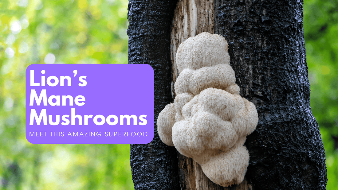 A Superfood for Supermoms: Tap into the Benefits of Lion's Mane Mushroom