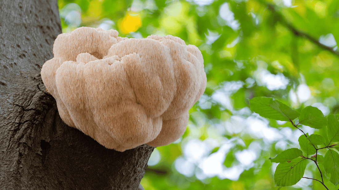 Unleashing Lion's Mane: Welcome to Everyone's Favorite Nootropic Topic