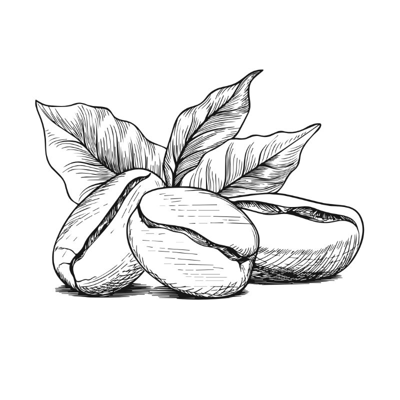 Illustration of coffee beans