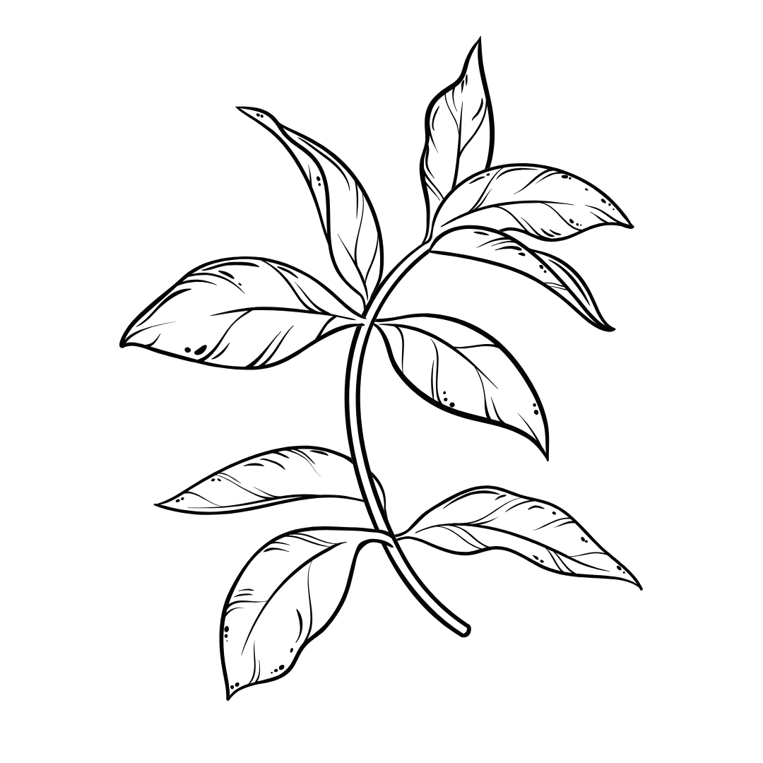 L-Theanine Green Tea.png__PID:f91f49ff-df7c-45e6-aef1-38461eaf9861