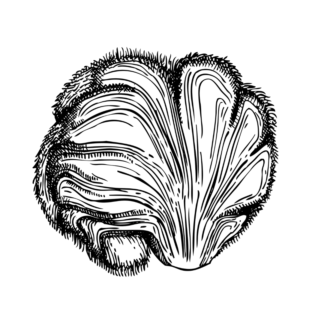 Lion's Mane.png__PID:c37615a4-1abb-4722-80a0-8f8bd42a7bfd